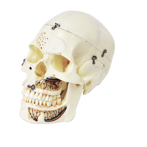 Natuurlijke Grootte Schedel Model Met Zenuw Tanden <span class=keywords><strong>Sinus</strong></span> Voor Demonstratie - Product Image 1