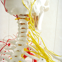 Modelo de enseñanza biológica de laboratorio, esqueleto humano de 170cm de los nervios espinales con las principales venas y los nervios espinales de PVC