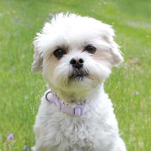 ปลอกคอสุนัขแบบปรับได้ทำจากนีโอพรีนสีสันสดใสขนาดกลาง - Product Image 2