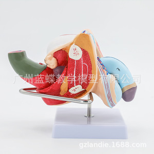 Modèles d'anatomie interne et externe des organes génitaux masculins ; Modèles d'anatomie reproductive masculine ; Modèle de testicule ; Modèle de pénis - Product Image 3