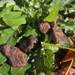 Оптовая продажа, лечебные кристаллы, драгоценный камень, оранжевый гранат, необработанный камень для фэншуй - Product Image 2