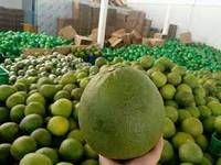 Biologische Verse Groene Pomelo Grapefruit Met Roze Vruchtvlees Klasse 1 Groene Huid Gekweekt Voor Usa Europa-Linda Whatsap 0084989322607