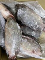 Tilapia noire fraîche congelée vivante de Chine, en gros, en filet, à vendre