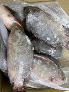 Pesce Tilapia Nero Fresco Congelato Vivo Cinese All'Ingrosso - Pezzi Intere in Vendita - Product Image 4