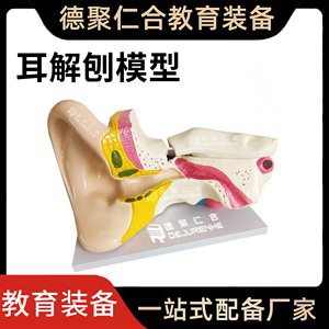 Modèle d'anatomie de l'oreille pour démonstration pédagogique biologique : Oreille humaine, structure du conduit auditif, organes, oreille biologique 6 fois plus grande - Product Image 5