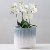 Pot de fleurs en céramique à rayures verticales de style nordique minimaliste, taille moyenne/grande, pour la maison, le bureau, le balcon, la table, Phalaenopsis