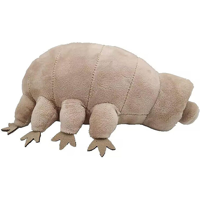 Caqui