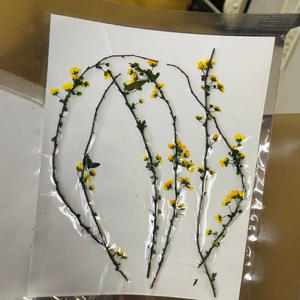 <span class=keywords><strong>Thunberg</strong></span> Spiraea/<span class=keywords><strong>Thunberg</strong></span>'s Meadowsweet avec tige fleurs pressées cadres d'art époxy en résine pour Noël Saint Valentin - Product Image 2