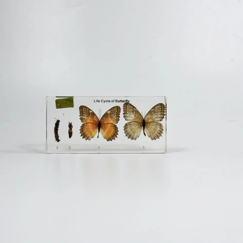 Espécimen de resina de mariposa para el ciclo de la vida, bloque de insectos transparente, espécimen, equipo educativo para el aprendizaje escolar