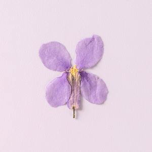 Février orchidée fleur séchée fleur pressée bricolage signets en relief goutte à goutte colle fleur séchée coque de téléphone portable spécimen de plante - Product Image 5