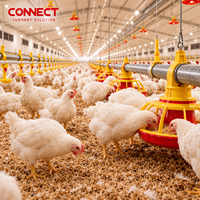 Équipement complet pour poulailler, ligne d'alimentation automatique pour poulets de chair, pour l'élevage industriel de poulets de chair