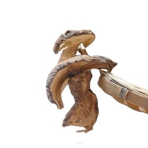 "פרימיום אורגני Wild קציר פורצ 'יני פטריות אבקה-טהור, עשירים בחומרים מזינים קולינרית רחת עבור גורמה בישול ובריאות Supp - Product Image 2