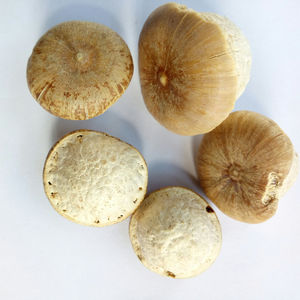 ลิโธคาร์ปัส ปาไคเลปิส สมุนไพรพื้นบ้าน น้ำหนัก 1 กิโลกรัม ผลแห้ง ใหม่ ลูกเต็ม ขาย - Product Image 5