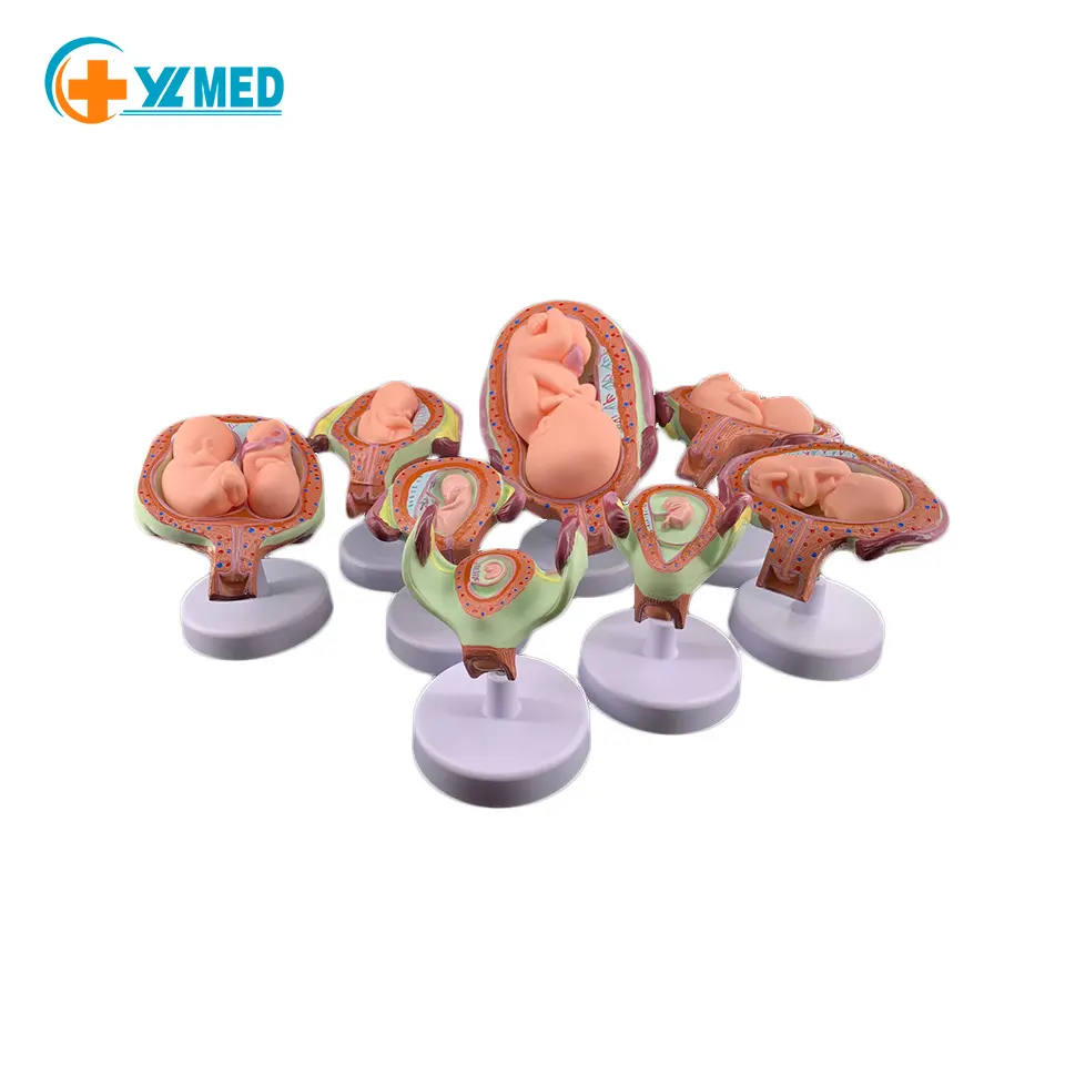Pregnancy Development Model in October Month 8 Sets of Fetal and Embryo Medical Education Models Fetal and Embryo Models