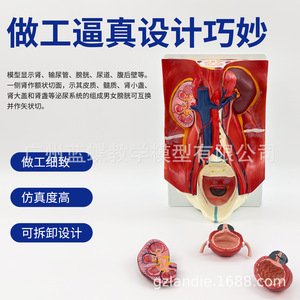 Modelo del sistema urinario humano, pared abdominal posterior, riñones, vejiga, órganos abdominales, anatomía médica y enseñanza médica. - Product Image 5