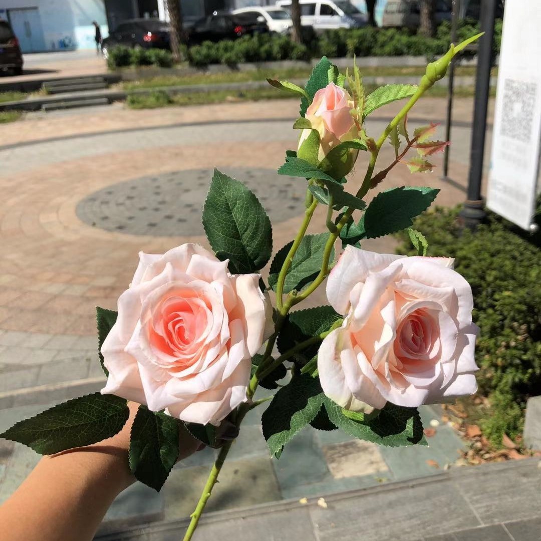 3 head queen rose light powder