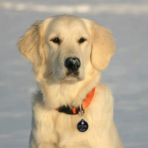 パーソナライズされた耐久性のあるカスタムレーザー刻印メタル紛失防止QRコード付き高級シンプルペット犬IDタグ - Product Image 5