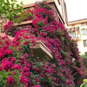 Graines de bougainvilliers artificielles bugambilia branches de fleurs de cerisier artificielles bougainvilliers - Product Image 1