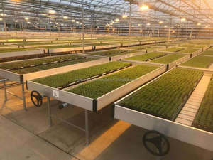 Bandeja <span class=keywords><strong>de</strong></span> Cultivo Hidropónico con Ruedas para Microgreens, 3x6, 3*3, 4x8, con Orificios - Product Image 4