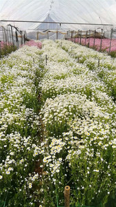 <span class=keywords><strong>Bouquet</strong></span> de <span class=keywords><strong>fleurs</strong></span> séchées de rodanthe, <span class=keywords><strong>fleurs</strong></span> sauvages <span class=keywords><strong>artificielles</strong></span> séchées pour la décoration de la maison et <span class=keywords><strong>des</strong></span> mariages - Product Image 6