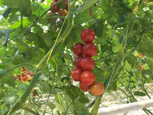 Colorful Greenhouse Use PP Tomato Twine For Agriculture