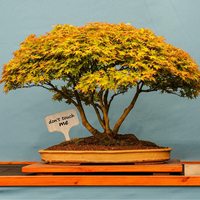 Offre Spéciale personnalisé bambou jardinage plante étiquettes pépinière signe étiquette en bois plante pépinière étiquette pour jardinières plantes étiquettes