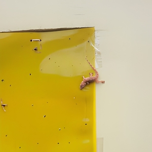 15 Cm X 100 M Non-toxic Yellow Blue Sticky Insect <strong>Roll</strong> Thrips/Whitefly Waterproof Both Sides Pest Trap For Plant Protection - Product Image 6