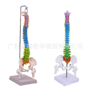 Modelo de Columna Vertebral Humana de 45 cm con Pelvis, Fémur, Coxis, Esqueleto de Columna Vertebral, Vértebras Lumbares y Cervicales, Modelo Osteopático - Product Image 2