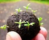 Bombes à graines de jardin avec tourbe – Jouet original pour plantation décorative