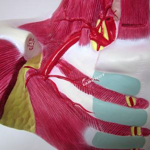 تشريح الرأس والوجه والرقبة وتوزيع الشريان السباتي الخارجي نموذج التعليم الطبي - Product Image 5