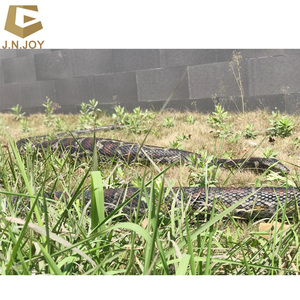 Thực Tế Cử Động Vật Vẹt Chim Để Bán - Product Image 5