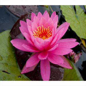 Nymphaea 'Miss Siam' - una Planta Acuática Adecuada para Estanques de Jardín e Invernaderos - Lirio de Agua 'Miss Siam' - Product Image 3