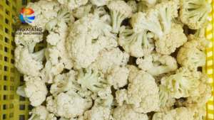 Machine à couper le brocoli FC-<span class=keywords><strong>XL</strong></span>-I, machine à couper la couronne de brocoli et de chou-fleur - Product Image 4