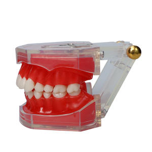 Maniquí de Enseñanza Dental, Modelo de Dientes de Resina Desmontable de Boca Completa para Educación en la Cavidad Bucal y Simulación de Práctica de Extracción - Product Image 2