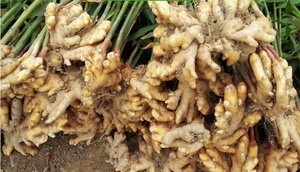 Chất Lượng Cao Tươi Ngay Lập Tức Gừng Từ Trung Quốc Siêu Khỏe Mạnh Tươi Vàng Gừng - Product Image 3