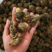Poudre de Complément Alimentaire Herbal Naturel à Base d'Extrait de Racine, Jaune-Brun, Riche en Polyphénols, Qualité Alimentaire, Emballage CAN/Bouteille/Fût