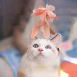 Jouets pour chats pas chers, logo personnalisé, couleur personnalisée, matériau écologique, type ventouse, accessoires pour chats - Product Image 5