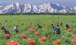 Preservas enlatadas de tomate descascados, feito na itália para a exportação - Product Image 3