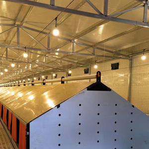 Sistema automático de alimentación para aves de corral, gallinero, granja avícola, equipo avícola para pollos, cría de pollos - Product Image 6