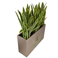 Tanaman ular buatan plastik tanaman Bonsai buatan tanaman ular santivieria Agave tanaman hias buatan untuk dekorasi dalam ruangan