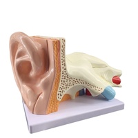 Modèle d'anatomie de l'oreille TIANLIAN en PET pour la formation médicale, structure externe/moyenne/interne de l'oreille