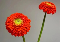 Yunnan bunga segar grosir potongan segar Gerbera Jamesonii
