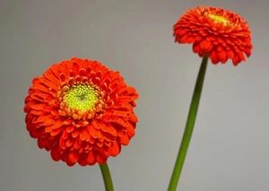 Base de flores frescas de Yunnan <span class=keywords><strong>Gerbera</strong></span> de corte fresco al por mayor <span class=keywords><strong>Jamesonii</strong></span> - Product Image 2