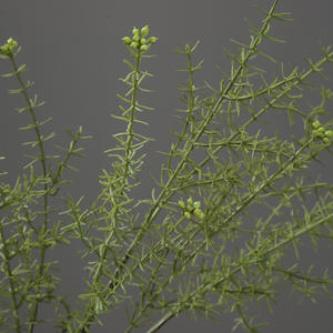 Follaje Artificial Verde, Tallos de Romero, Plantas Artificiales de Siringa, Arbustos para Decoración del Hogar, Jardín Interior y Exterior - Product Image 4