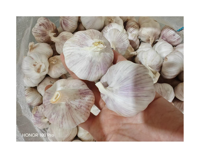 Ail frais chinois 1kg, emballage carton, prix de gros, fournisseur chinois de premier plan, ail blanc frais