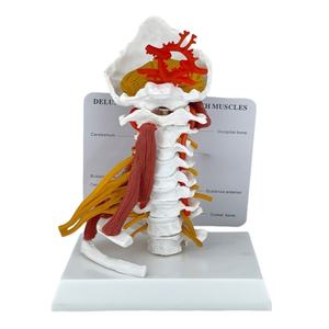 Modelo <span class=keywords><strong>de</strong></span> columna cervical humana con músculos y nervios, estructura anatómica del cuello <span class=keywords><strong>de</strong></span> 7 vértebras para <span class=keywords><strong>enseñanza</strong></span> médica y entrenamiento quiropráctico - Product Image 2