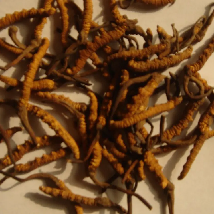 Yüksek kaliteli sağlık gıda Cordyceps Militaris kurutulmuş Cordyceps Militaris özü tozu