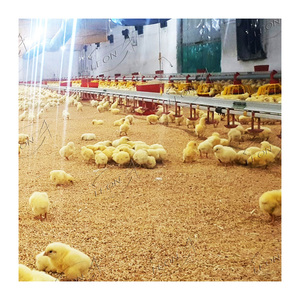 Precio de la pila, pollos COOP 5000 a la venta en línea - Product Image 1