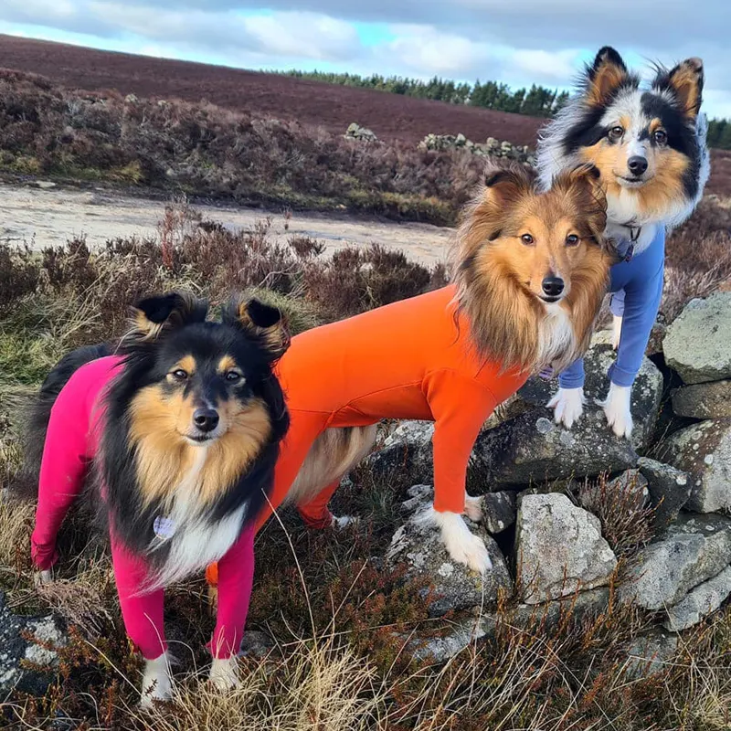 Ropa para mascotas de marca