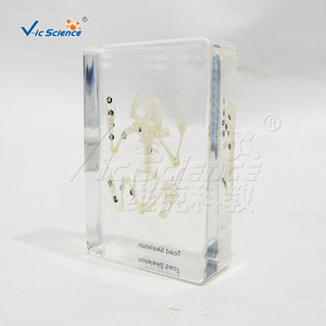 Spécimen de squelette de grenouille, squelette complet réaliste, modèle pédagogique et anatomique, pour l'enseignement primaire et secondaire - Product Image 3
